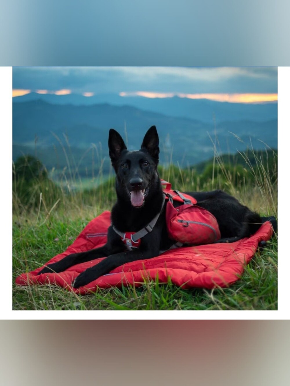 NWT L Kurgo Loft Bed Wander Travel Pillow Dog Bed, Chili Red